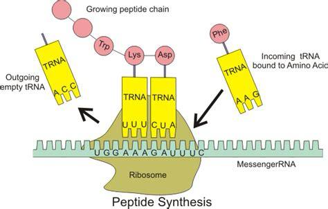 mRNA